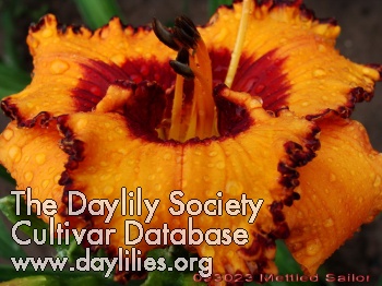 Daylily Mettled Sailor